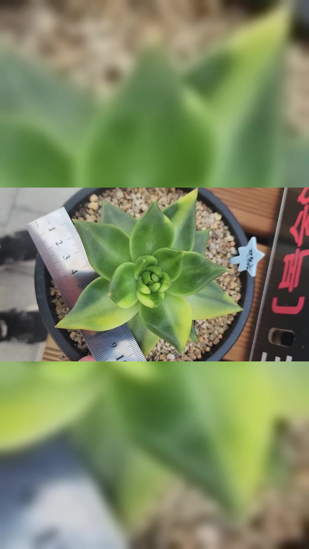 창녹금