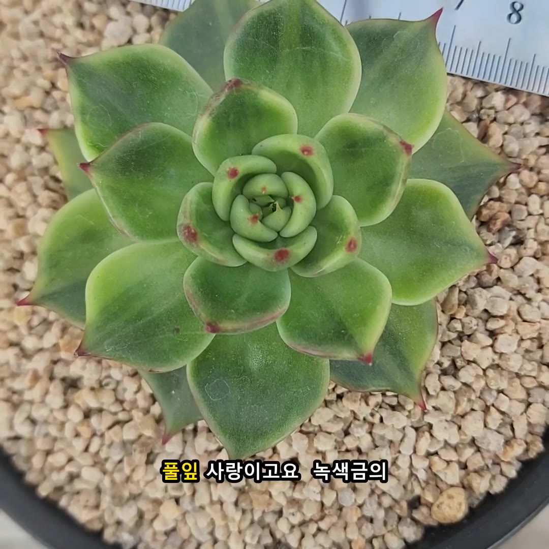 풀잎사랑