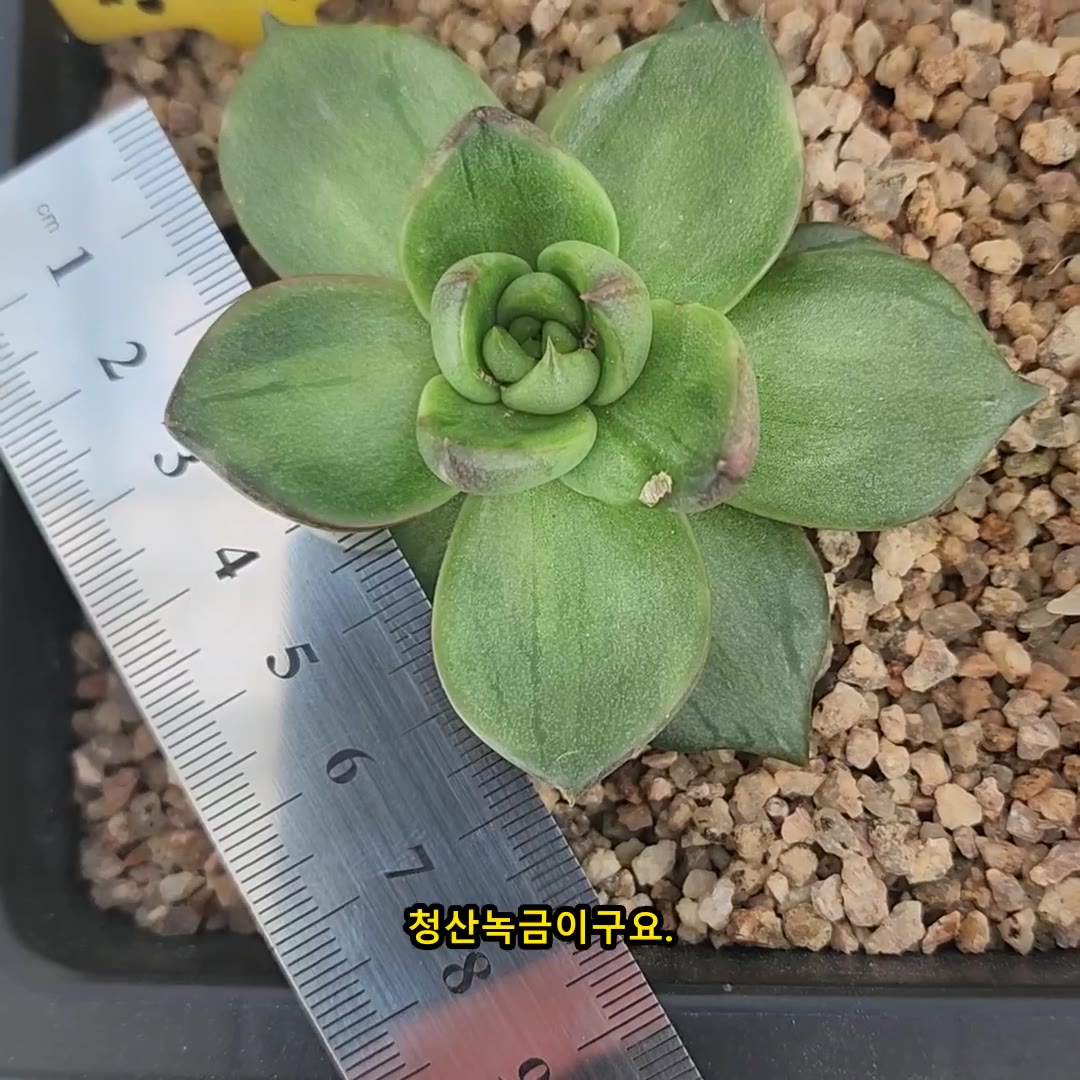 청산녹금