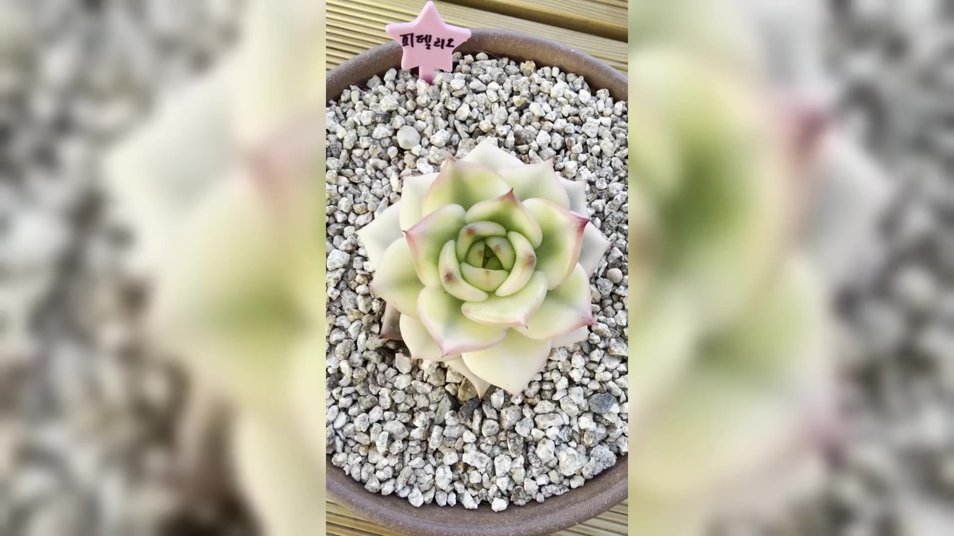 피델리오