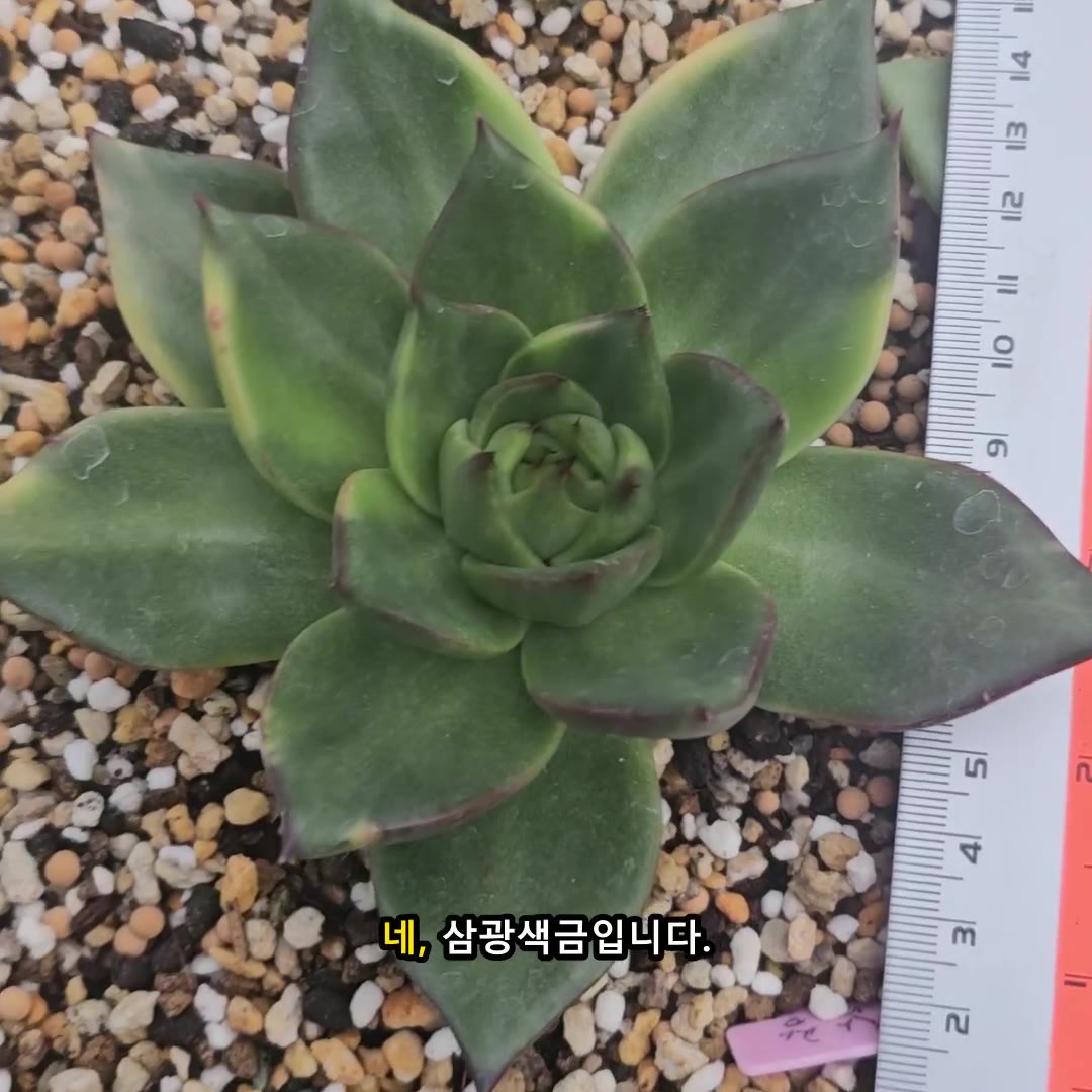 삼광