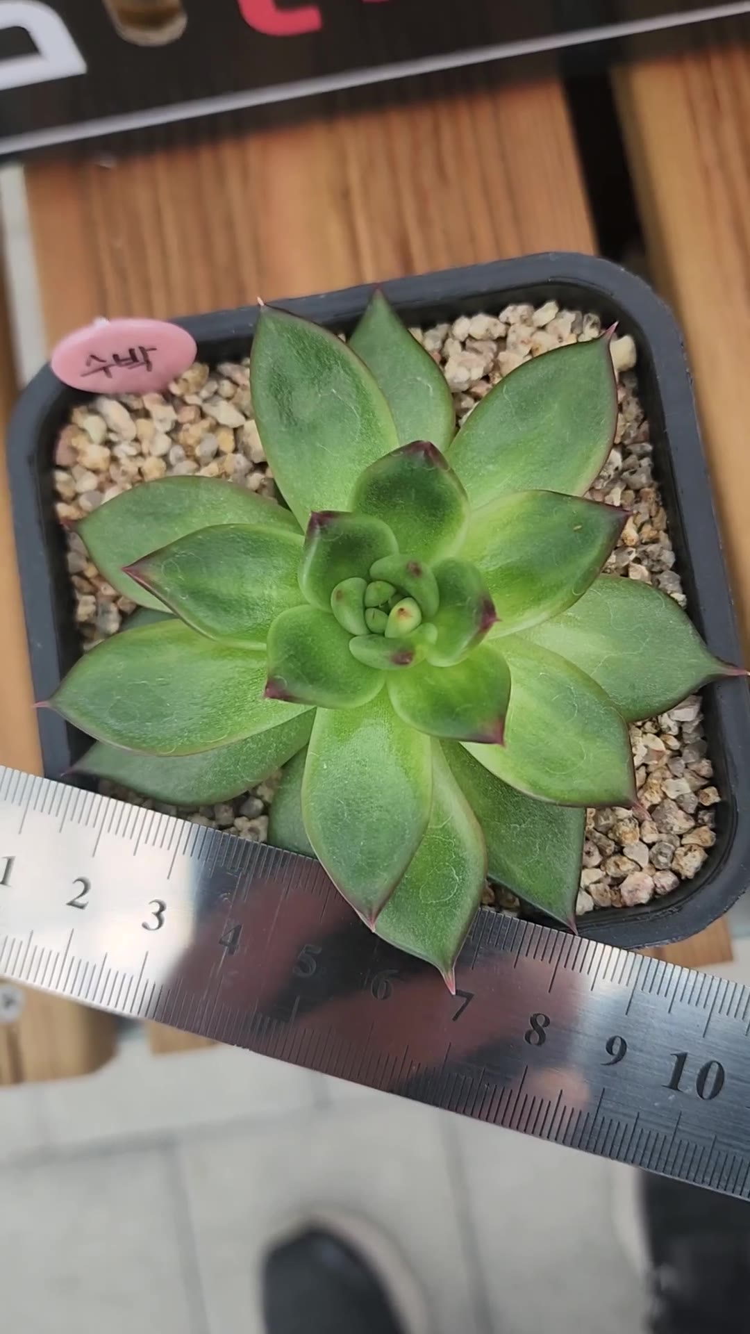 수박금