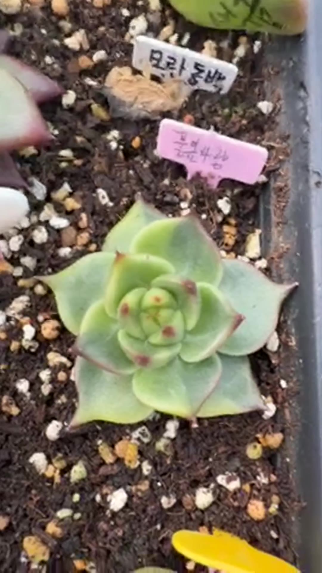풀립사랑