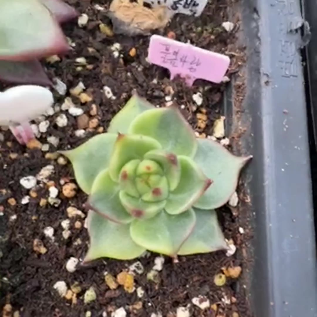 풀립사랑