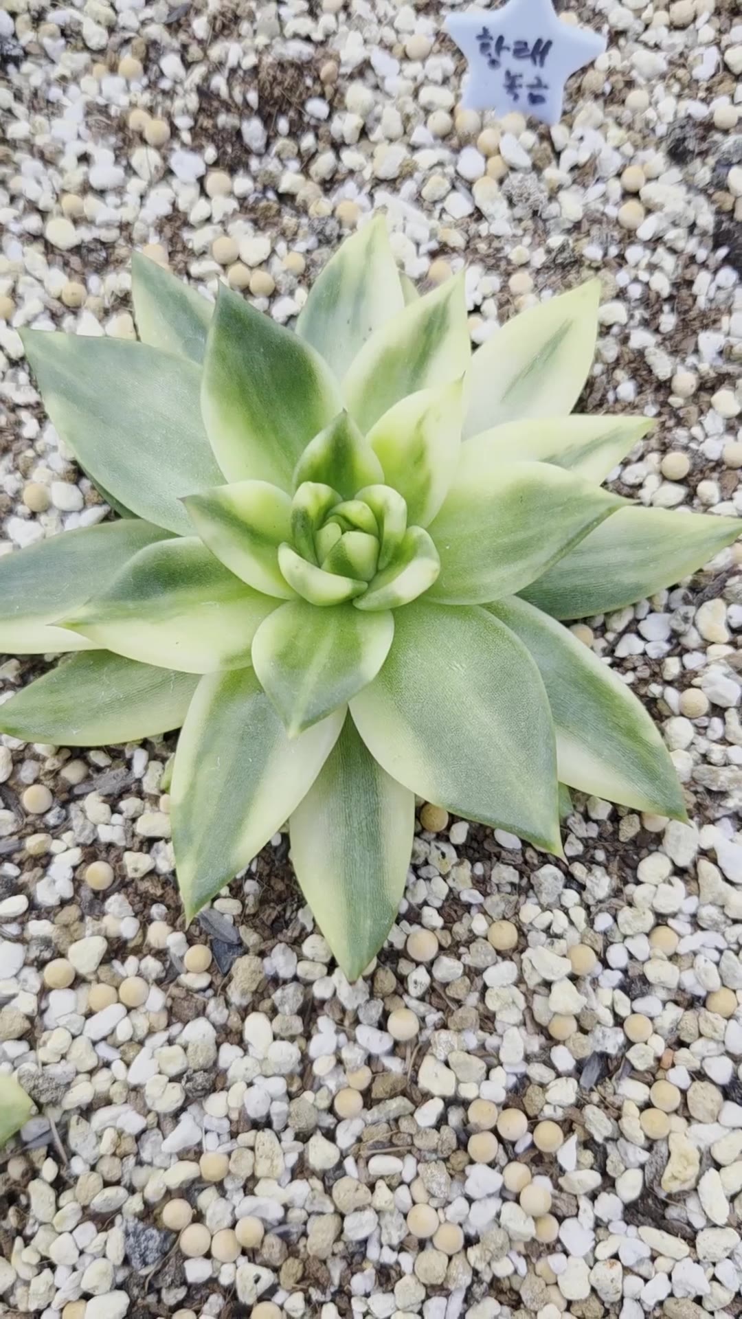 황태녹금