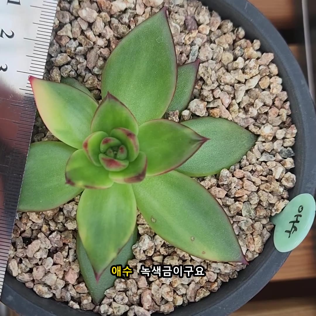 애수
