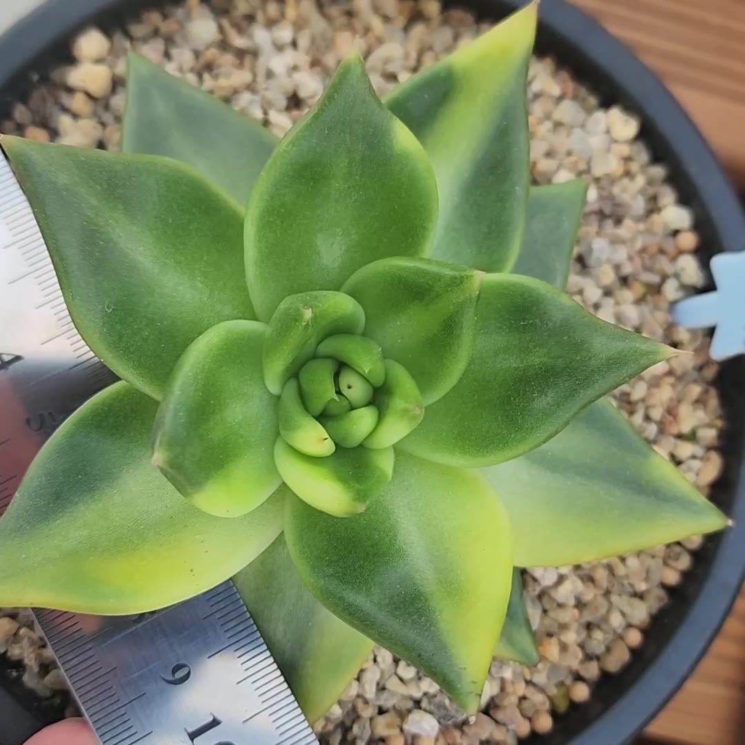 창녹금